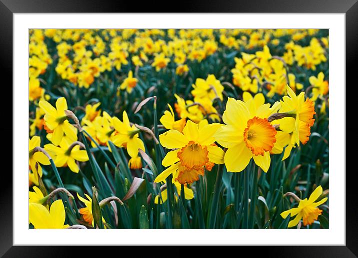 Daffodils for Mothers Day Framed Mounted Print by Stephen Mole