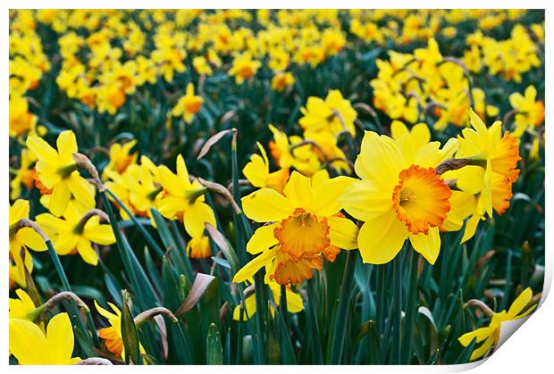 Daffodils for Mothers Day Print by Stephen Mole