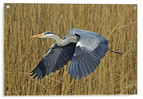 The Grey Heron Acrylic by Donna Collett