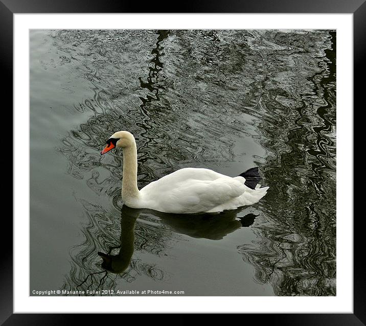 Swan on Marbled Water Framed Mounted Print by Marianne Fuller