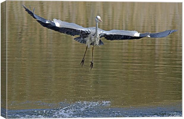 Take Off !! Canvas Print by Donna Collett