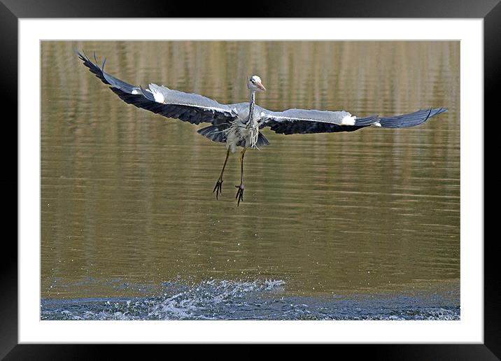 Take Off !! Framed Mounted Print by Donna Collett
