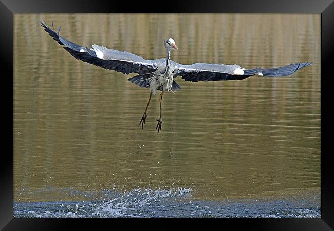 Take Off !! Framed Print by Donna Collett