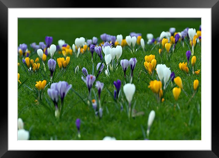 Crocus Framed Mounted Print by Kevin Tate