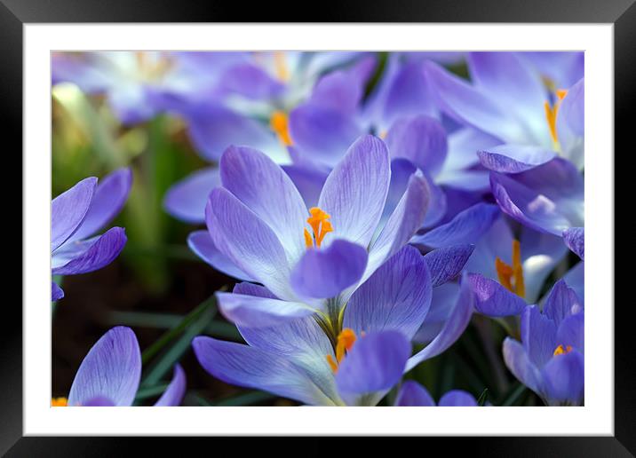 Blue Crocuc Framed Mounted Print by Kevin Tate