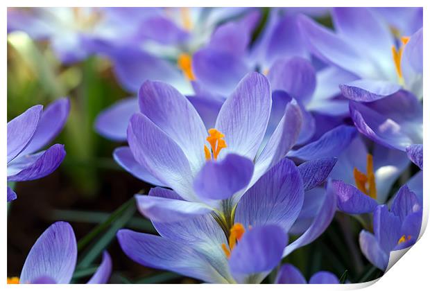 Blue Crocuc Print by Kevin Tate