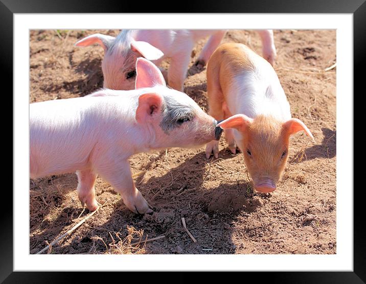 Whispering Piglets Framed Mounted Print by Julie Ormiston