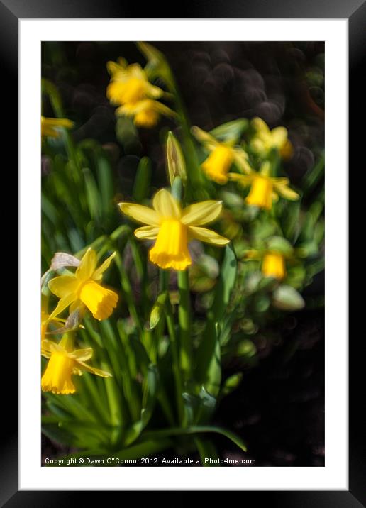 Dreamy Daffodils Framed Mounted Print by Dawn O'Connor