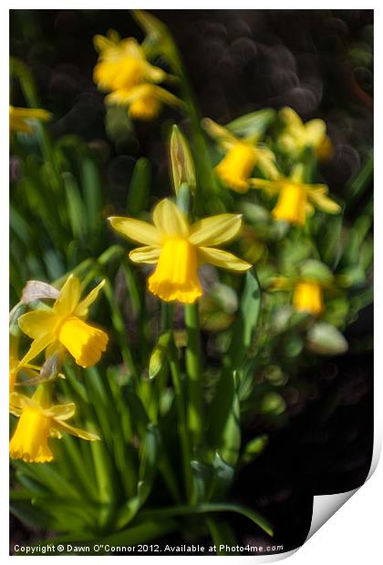 Dreamy Daffodils Print by Dawn O'Connor
