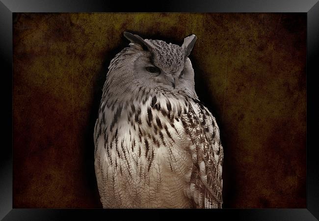 eagle owl Framed Print by Dean Messenger
