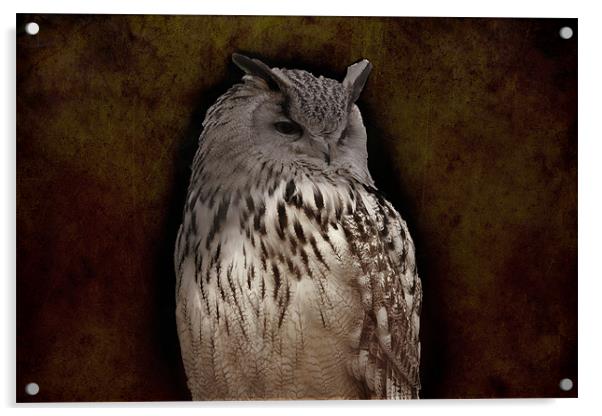 eagle owl Acrylic by Dean Messenger