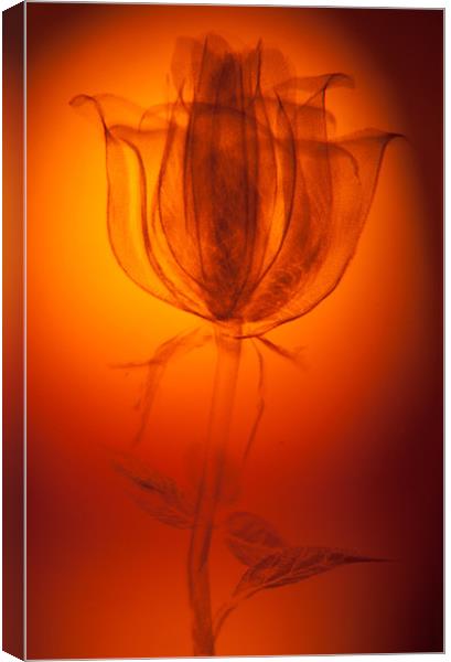 Etched Rose Canvas Print by Dean Messenger