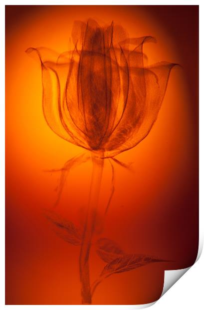 Etched Rose Print by Dean Messenger