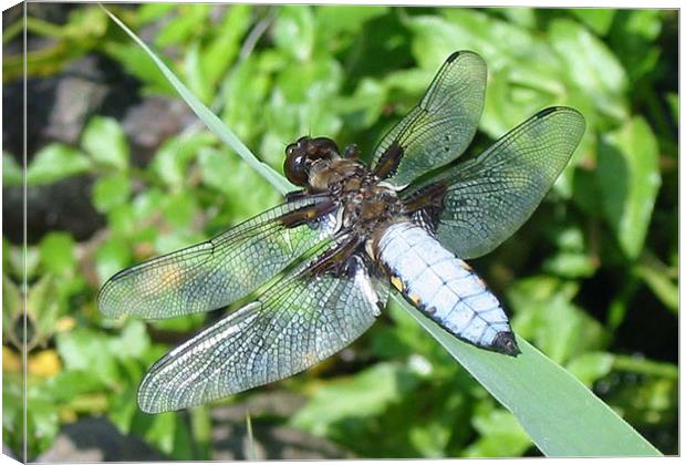 Broad-bodied Libellula Canvas Print by Chris Keast