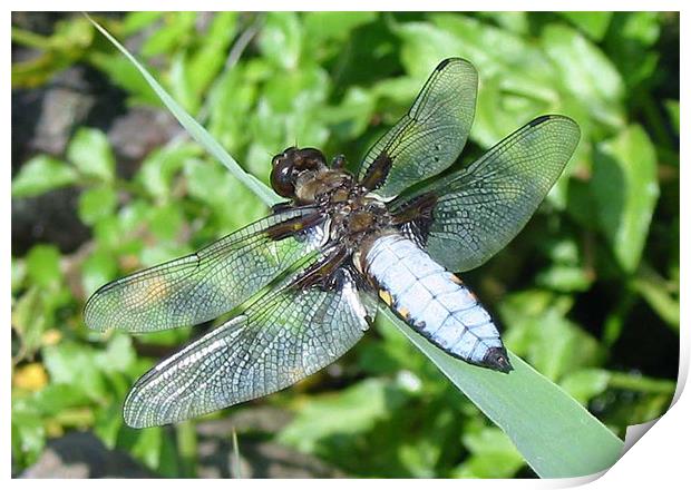 Broad-bodied Libellula Print by Chris Keast