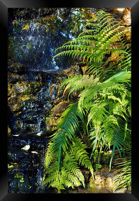 Green fern waterfall. Framed Print by Kevin Tate