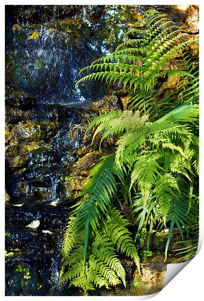 Green fern waterfall. Print by Kevin Tate