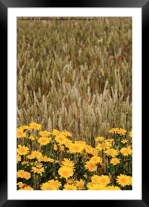 Flowers of the fields Framed Mounted Print by Jill Bain