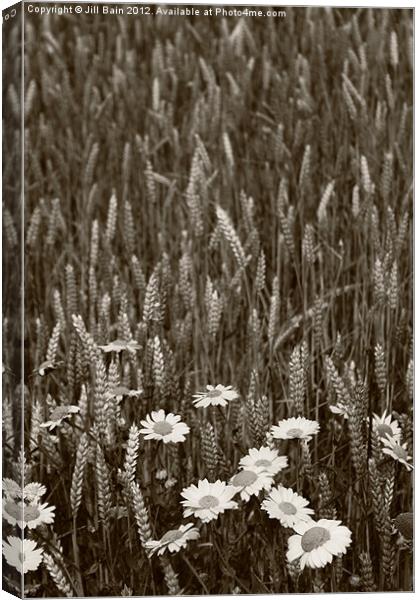 Flowers of the fields Canvas Print by Jill Bain