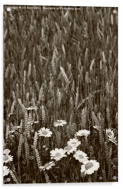 Flowers of the fields Acrylic by Jill Bain