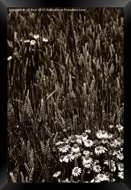 Flowers of the fields Framed Print by Jill Bain