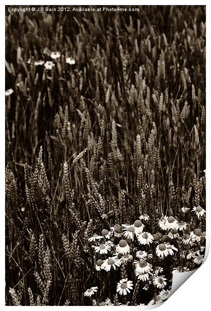 Flowers of the fields Print by Jill Bain
