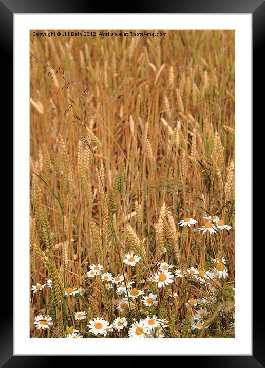 Flowers of the fields Framed Mounted Print by Jill Bain