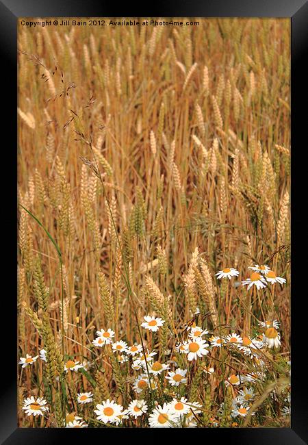 Flowers of the fields Framed Print by Jill Bain