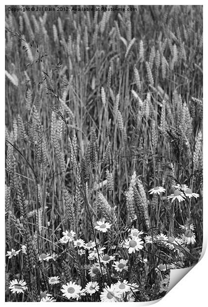 Flowers of the fields Print by Jill Bain