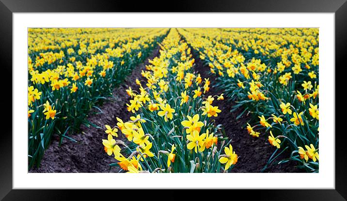 Field of daffodils Framed Mounted Print by Stephen Mole