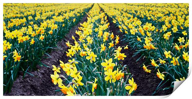 Field of daffodils Print by Stephen Mole