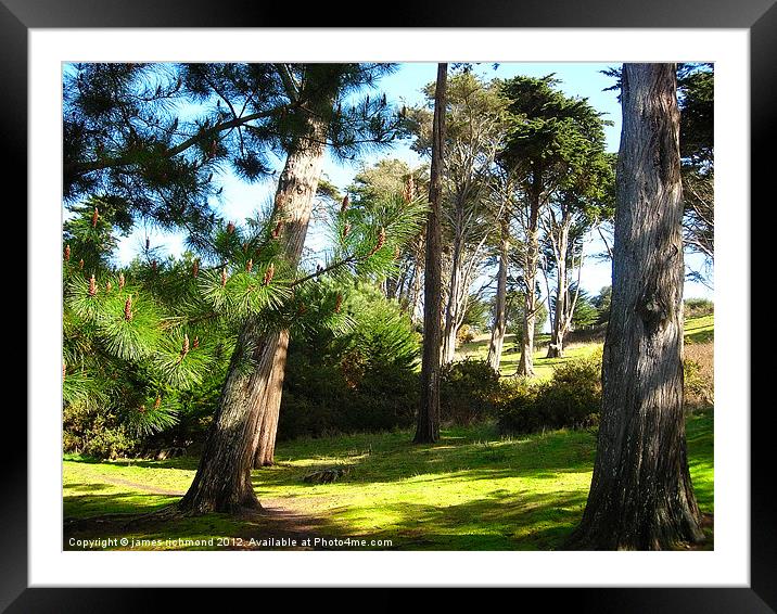 NA Pine Copse Framed Mounted Print by james richmond