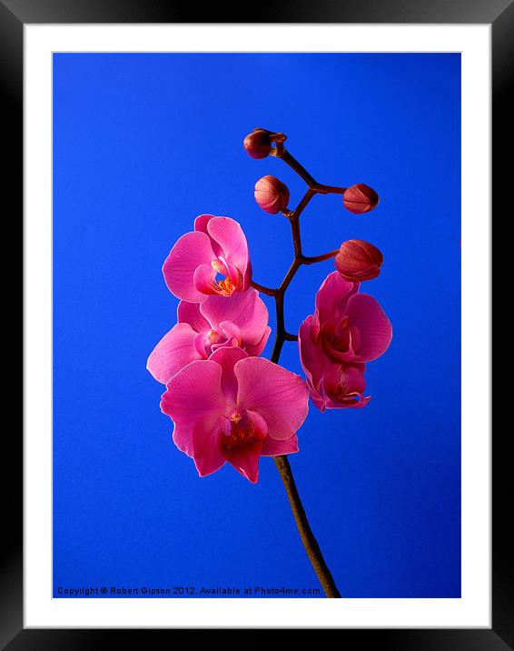 Phalaenopsis Orchid Framed Mounted Print by Robert Gipson