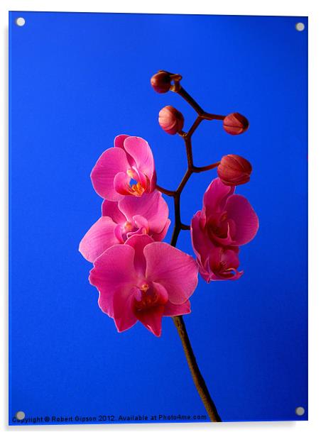 Phalaenopsis Orchid Acrylic by Robert Gipson