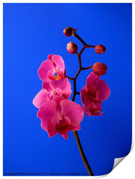 Phalaenopsis Orchid Print by Robert Gipson