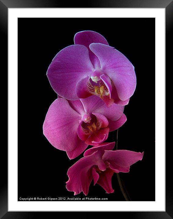 Phalaenopsis purple Orchids on black background. Framed Mounted Print by Robert Gipson