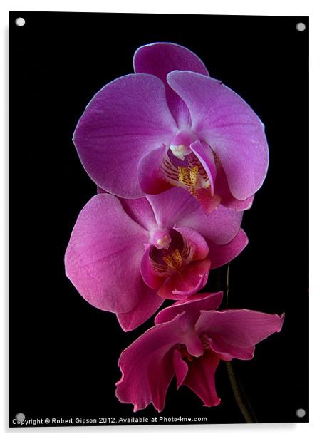 Phalaenopsis purple Orchids on black background. Acrylic by Robert Gipson