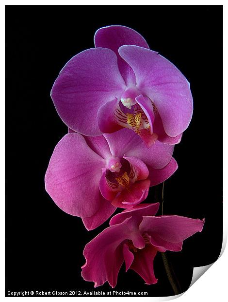 Phalaenopsis purple Orchids on black background. Print by Robert Gipson