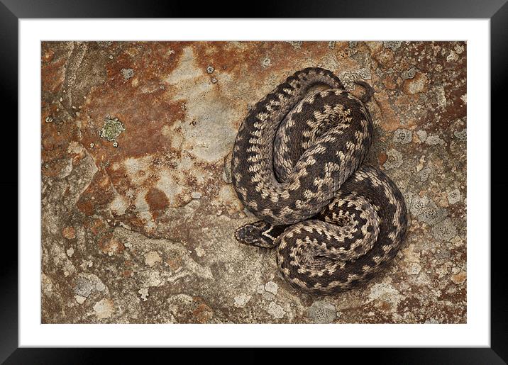 Female European Adder on Sandstone Framed Mounted Print by Natures' Canvas: Wall Art  & Prints by Andy Astbury