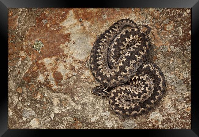 Female European Adder on Sandstone Framed Print by Natures' Canvas: Wall Art  & Prints by Andy Astbury