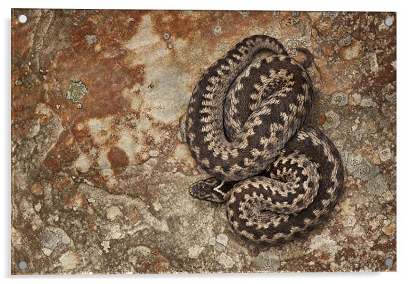 Female European Adder on Sandstone Acrylic by Natures' Canvas: Wall Art  & Prints by Andy Astbury