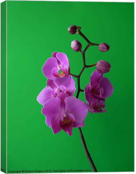Phalaenopsis Orchid on green Canvas Print by Robert Gipson