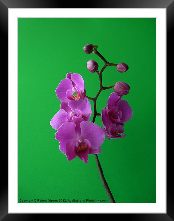 Phalaenopsis Orchid on green Framed Mounted Print by Robert Gipson