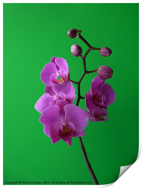 Phalaenopsis Orchid on green Print by Robert Gipson