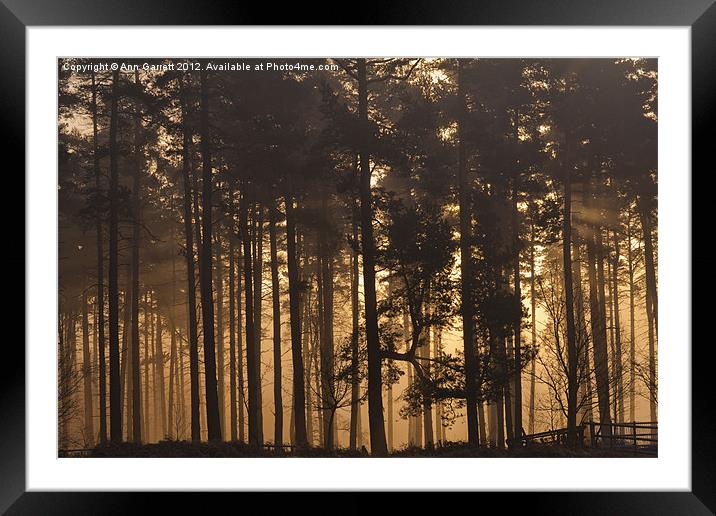 Woodland Sunrise - 2 Framed Mounted Print by Ann Garrett