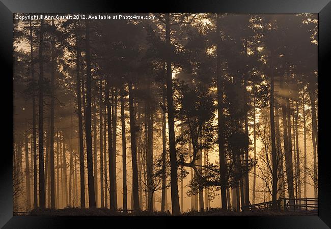 Woodland Sunrise - 2 Framed Print by Ann Garrett