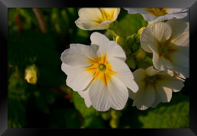 Spring is here 2 Framed Print by Paul Oakes