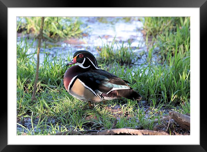 Wood Duck 2 Framed Mounted Print by Julie Ormiston
