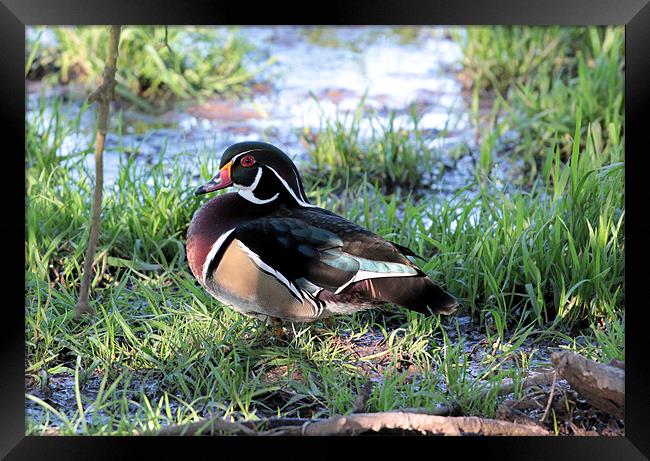 Wood Duck 2 Framed Print by Julie Ormiston