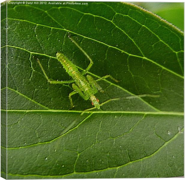 Deadly Assassin Bug Nymph 2 Canvas Print by Daryl Hill